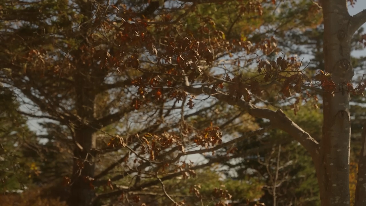 the image shows a collection of trees in a forest. the trees have brown leaves, and the sunlight is shining through the branches. it appears to be autumn.