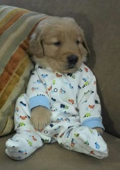 a cute golden retriever puppy wearing pajamas and relaxing on a couch.