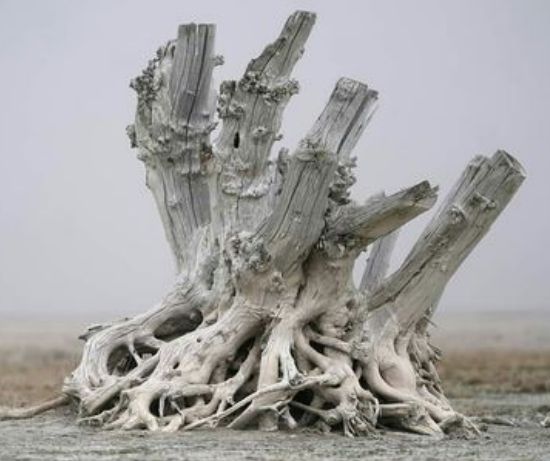 the image shows a large, bleached tree stump in a desertlike environment. the wood is heavily weathered and appears almost white or gray due to salt deposits or bleaching from the sun and wind.  the intricate network of exposed roots is visible, extending outward from the central stump. the background is a hazy, muted landscape consistent with a dry or arid climate. the overall impression is one of stark beauty and the effects of harsh environmental conditions.