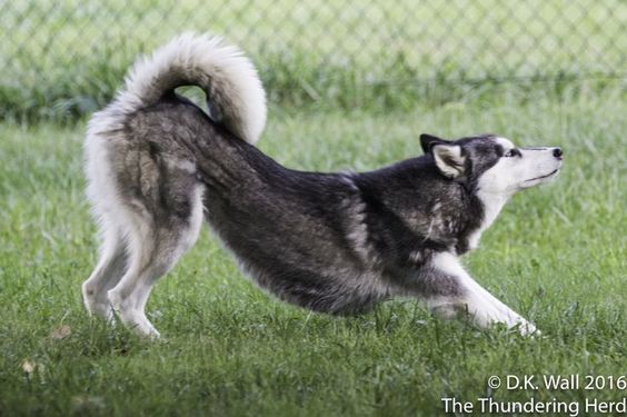 a husky dog is stretching on a grassy area with a chainlink fence in the background. the dog is mostly gray and white with a black muzzle and black on its back. it is a sunny day, and the photo appears to have been taken at eye level.