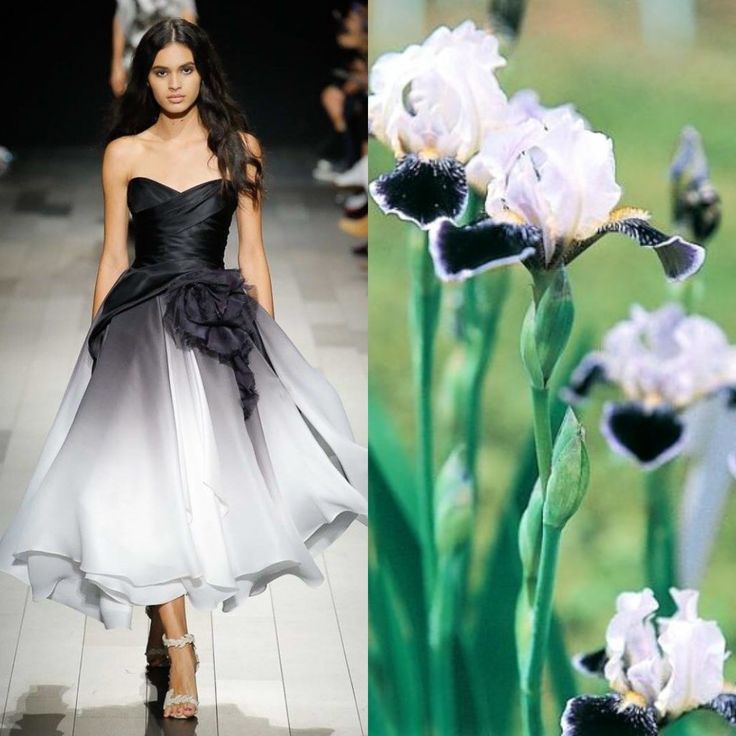 a fashion model walks down the runway in a white and black ombre gown. the dress is strapless with a full skirt and a black waistband. she is wearing her dark brown hair down and has minimal makeup. the backdrop is a green field with a cluster of white and black irises blooming.  the image juxtaposes fashion and nature, highlighting the beauty of both.