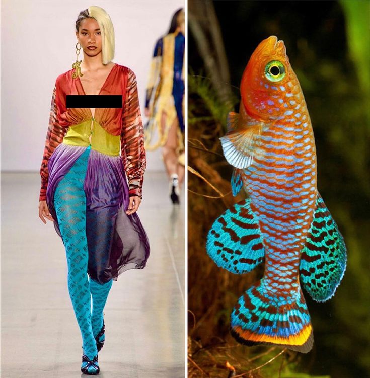 this image showcases a striking juxtaposition of fashion and nature. on the left, a stylish model walks the runway in a vibrant, multicolored dress and patterned tights. the dress features a bold blend of reds, oranges, yellows, blues, and purples, mirroring the dazzling colors of the fish on the right. this fish, with its intricate turquoise and orange markings, embodies the same sense of vibrant artistry as the model's outfit. the contrasting backgrounds  the sleek, minimalist runway versus the lush, natural underwater setting  further emphasize the connection between the two subjects. the image celebrates both the creative expression of fashion and the breathtaking beauty of the natural world.
