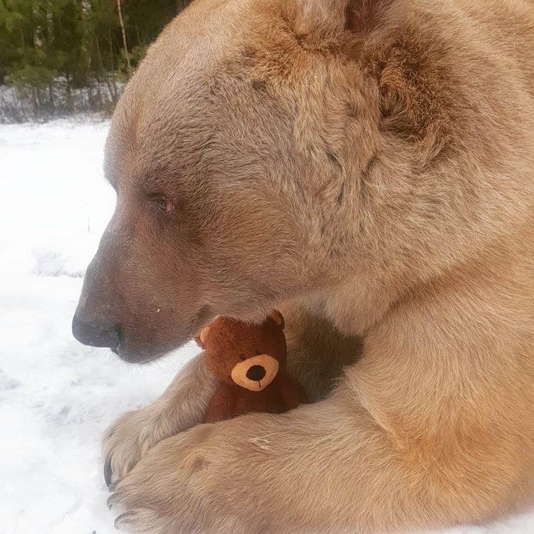 a large brown bear sits in the snow and hugs a small, brown teddy bear. the bear is very large and its fur is thick and soft. the teddy bear is a little smaller than the bear's paw.  the bear looks contented and peaceful as it holds the teddy bear close. the snow is clean and white and the bear's fur looks soft and cuddly. the bear seems to be enjoying the company of its teddy bear.