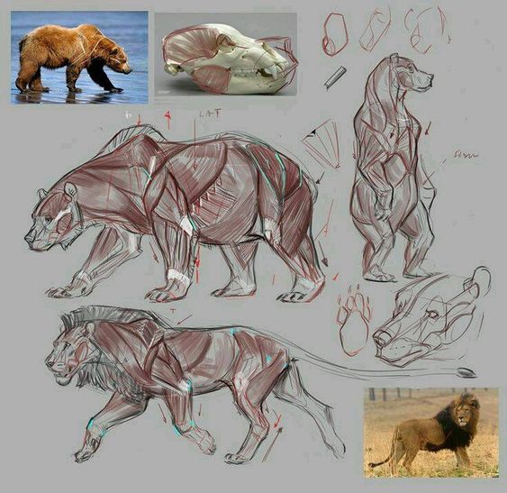 the image showcases detailed anatomical studies of a bear and a lion. presented in a sketchbook format, it includes muscle diagrams, skeletal structures, and sketches of both animals in various poses. photographic references for both animals accompany the drawings, providing reallife context for the anatomical breakdowns.