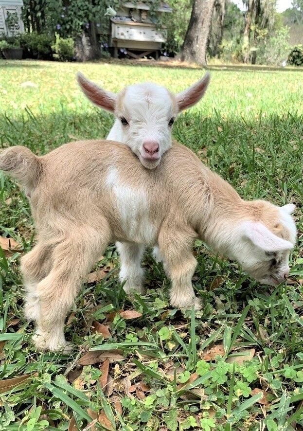 two baby pygmy goats are in a grassy field. one is mostly tan and white with the other being all white. the white goat is on top of the tan goat with its head resting on its back.
