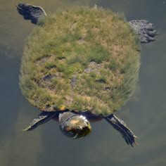 a closeup of a turtle swimming underwater. its shell is covered in moss and algae.