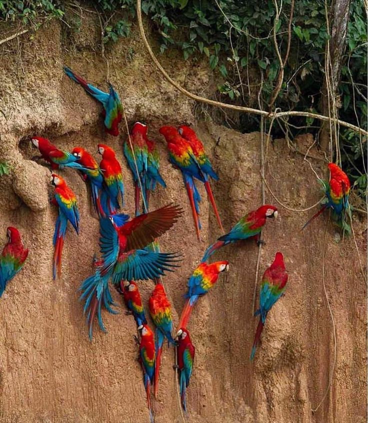 a beautiful image of a flock of vibrant scarlet macaws perched on a tree branch in a lush rainforest. the birds are all facing the camera, showing off their colorful feathers. the background is a blurred green, which makes the birds stand out even more. the image is a great example of the beauty of nature.