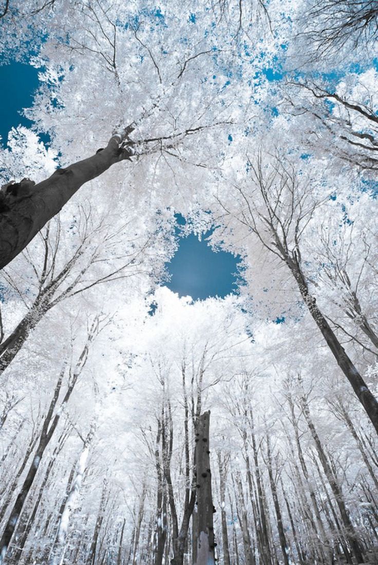 looking up at a dense forest of trees, mostly bare and with a blue sky above. the trees are mostly white with some black branches and trunks, giving a wintry and surreal vibe.  the overall image is peaceful and serene.