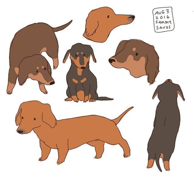 he image contains a collection of handdrawn illustrations of dachshunds in various poses. the dachshunds are depicted in different colors, including brown, tan, and black. some are shown from the side, while others are shown from the front or back. the style of the drawings is simple and cartoonish.  in the upper right corner, there is handwritten text that seems to indicate a date, name, and possibly an artist's signature ("aug 3 2016 sammy savos").