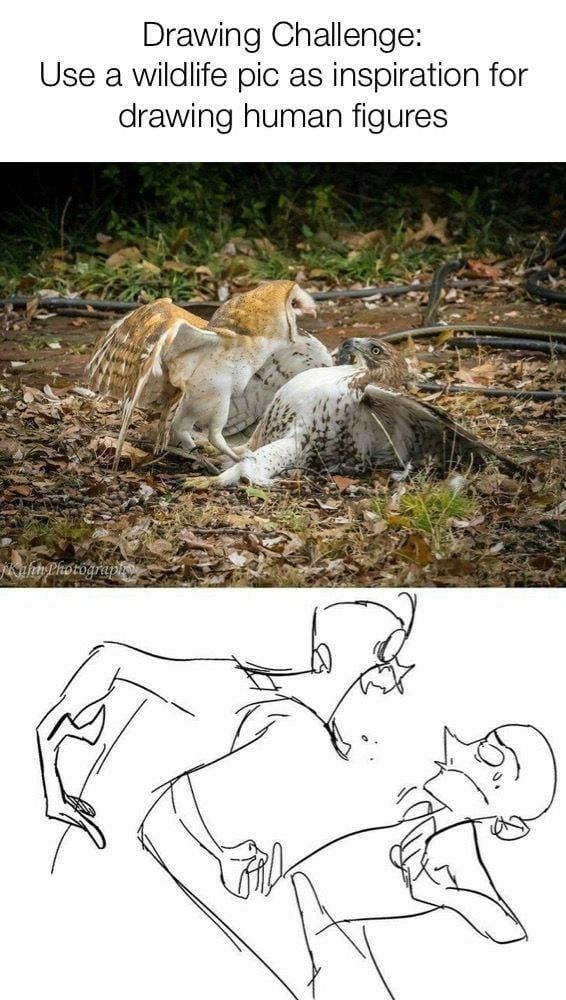 the image shows a drawing challenge prompt. the top half of the image shows a photograph of two owls fighting, with one on top of the other, its claws extended. the bottom half of the image shows a line drawing of two human figures wrestling. this is an example of how a wildlife photo can be used as inspiration for drawing human figures.