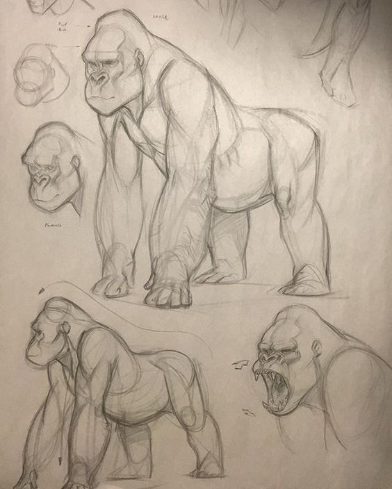 this image showcases several pencil sketches of gorillas. the artist focuses on capturing the animal's anatomy and musculature, presenting the gorilla in various poses.  the sketches are done on light brown drawing paper.