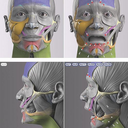 the image showcases a detailed 3d anatomical model of a human male head, highlighting the facial muscles and their role in creating expressions of fear and surprise. the model is presented in both front and side views, with colorcoded muscles and arrows indicating the direction of movement. specific muscle groups are labeled with their corresponding action unit (au) numbers, a standardized system for describing facial expressions. the neutral expression (au0) is contrasted with the activated muscles involved in fear (au1, au5, au11, au20, au25, au26). the image utilizes studio lighting to enhance clarity and detail.