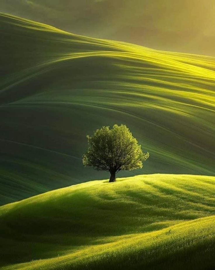 the image shows a lone tree standing atop a green hill in a rolling landscape. the hills are smooth and rounded, creating a peaceful and tranquil scenery. the light is sunny, casting shadows that add depth to the scene. the overall feeling is one of solitude and beauty in nature.