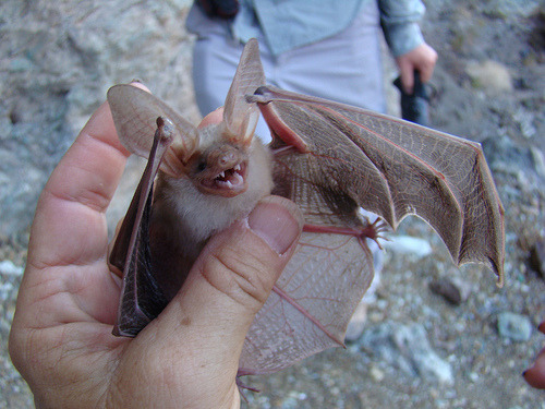 a closeup image shows a small, light brown bat being gently held in a person's hand. the bat's wings are spread out, showcasing the intricate membrane structure. its fur is pale, and its tiny teeth are visible as it appears to be slightly agitated. the background is blurred, but shows a rocky, outdoor environment.  the person holding the bat is partially visible, wearing lightcolored clothing. the image suggests that this bat may have been captured as part of a wildlife study or observation.