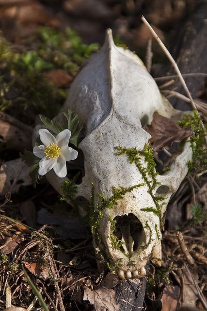 a closeup shot of a white animal skull, covered in green moss, lying on the forest floor amongst fallen leaves. a white wood anemone flower is growing nearby. the skull is bleached white from the sun and decay, while the flower is a symbol of new life. the image depicts the cycle of life and death in nature.