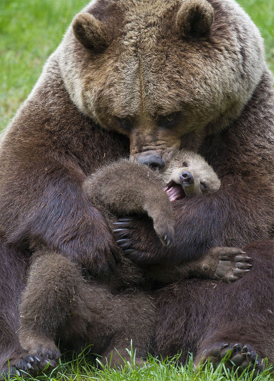 a brown bear mother hugs her adorable cub, looking at the camera with a gentle, almost soft gaze. the cub is nestled in the mother's embrace, with a playful, openmouthed look on its face. the mother's fur is thick and fluffy, providing warmth and protection to the cub. the scene is filled with an aura of tenderness and love, showcasing the strong bond between a mother bear and her cub. the natural setting adds to the beauty and serenity of the moment, making it a truly captivating image of animal love and care.
