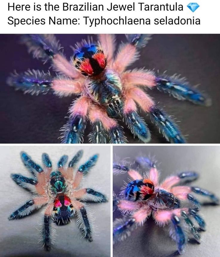 the image shows a collage of three closeup photographs of a brazilian jewel tarantula (typhochlaena seladonia). the tarantula is brightly colored with pink legs, blue tips, and a red and black carapace. the images highlight the spider's intricate details and vibrant colors. the text above the image identifies the species and its common name.