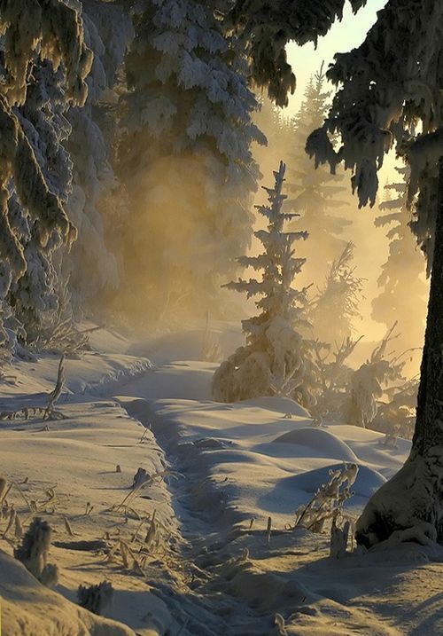 a snowcovered path winds through a forest of trees heavily laden with snow. golden light filters through the trees, creating a hazy, foggy atmosphere. the landscape is cold and serene, showcasing the beauty of winter.