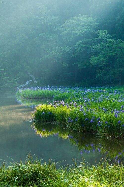 the image is a beautiful landscape of a pond with purple irises growing around it in the morning. the sunlight shines through the mist, creating a soft and serene atmosphere. the forest in the background adds depth to the image.
