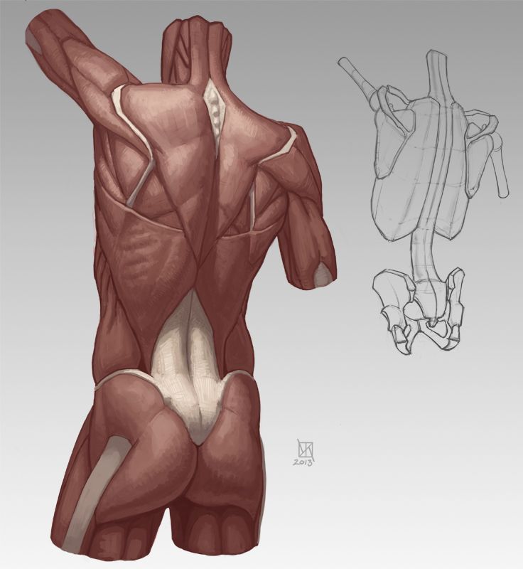 the image is an anatomical study of the human back, showcasing the intricate network of muscles and bones.  it features a detailed, threequarter view of a male figure's back, with the skin removed to expose the muscles underneath.  the muscles are rendered in realistic detail, highlighting their form, texture, and points of attachment.  to the right, there are two smaller sketches that further illustrate the underlying skeletal structure of the back.  one sketch focuses on the rib cage and spine, while the other depicts the scapula and humerus bones.  the overall style of the illustration is highly realistic, utilizing a muted color palette and subtle shading to create a sense of depth and volume.