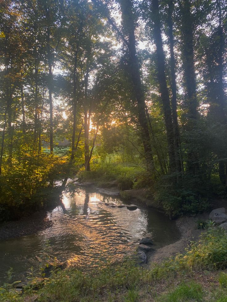 the image shows a scenic view of a stream flowing through a forest. sunlight filters through the trees, creating a golden hour effect on the water and surrounding greenery. the stream reflects the light and the trees, adding depth to the landscape. the overall mood is serene and tranquil.