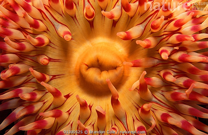 a closeup shot of a brightly colored sea anemone. its tentacles are a vibrant mix of orange, red, and yellow, arranged in a circular pattern around a central mouth. the texture appears smooth and somewhat gelatinous.