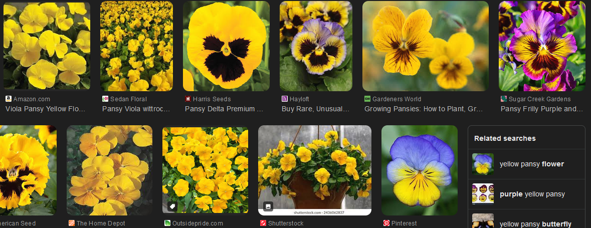 the image is a screenshot of a search engine results page (serp) for "yellow pansy flower". it shows ten images of yellow pansies in various settings, including gardens, pots, and closeups. the images are accompanied by captions that provide information about the flowers, such as their names, where to buy them, and how to grow them. there is also a sidebar on the right side of the page with related searches, including "purple yellow pansy" and "yellow pansy butterfly".