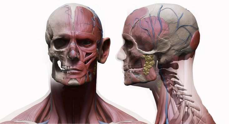 the image displays a detailed anatomical model of a human head and neck, showcasing the intricate network of muscles, veins, arteries, and the underlying skull structure. the model is presented in both front and side views against a clean, white background, highlighting the complexity of human anatomy. the use of studio lighting ensures clarity and emphasis on the anatomical details.