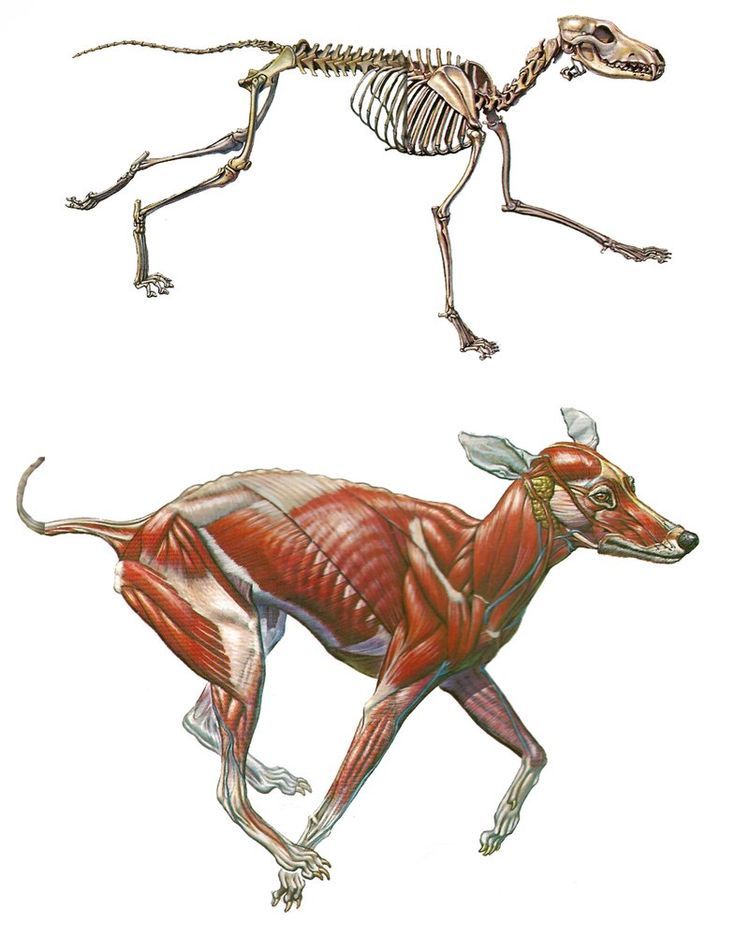 the image shows an anatomical illustration of a dog. the top half displays the dog's skeleton, clearly outlining the bones and spinal structure. the bottom half presents the dog's muscular system, showcasing the muscles and their arrangement over the skeletal framework. both representations depict the dog in a running pose.