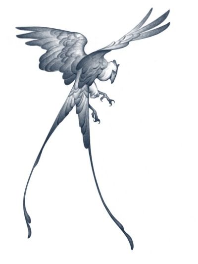a detailed black and white drawing of a bird with outstretched wings in flight. it has a lightcolored head and dark plumage on its wings and body. long, thin tail feathers extend downward.