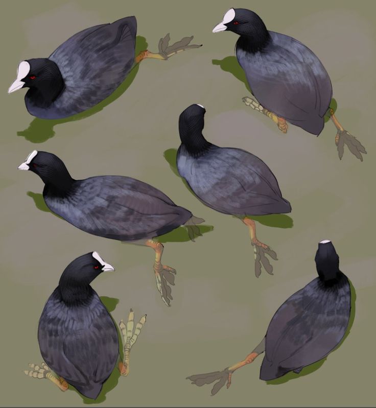 the image is a detailed digital painting or illustration showcasing six eurasian coots (fulica atra) from various angles.  each bird is depicted with accuracy, highlighting its dark plumage, characteristic white forehead, and red eye.  the birds are positioned individually against a muted olivegreen background, providing a clear view of their features and posture. the artistic style is realistic, with careful attention to detail in the birds' feathers and legs. the illustration could be used in a field guide, educational material, or as a piece of natureinspired art.