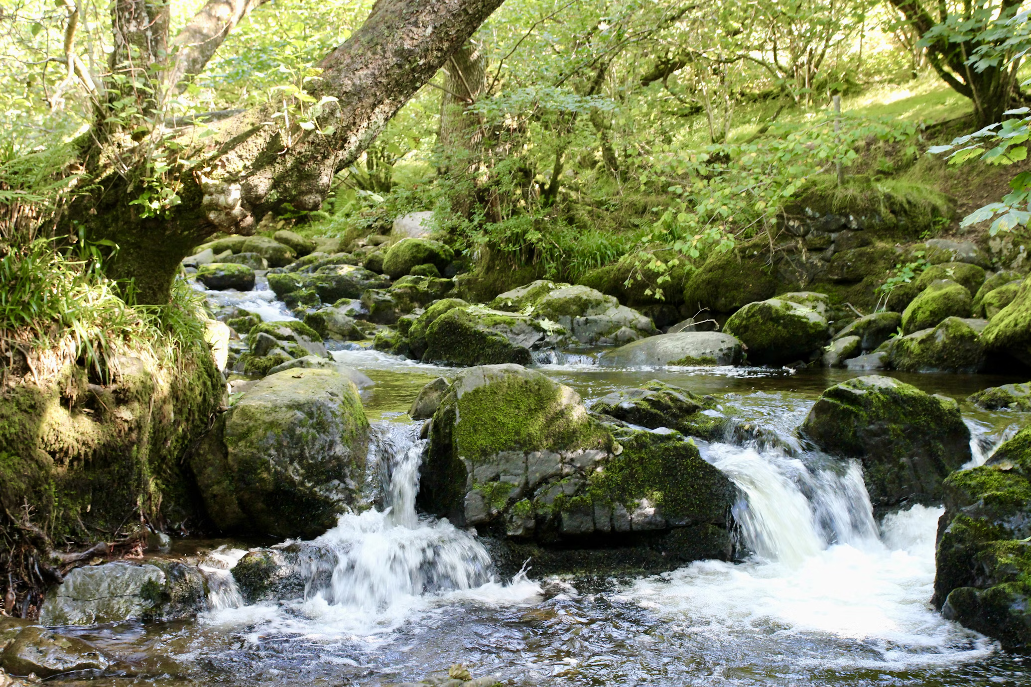 a small stream flows over mosscovered rocks in a lush green forest. the sunlight filters through the trees, creating a dappled lighting effect on the water and rocks.