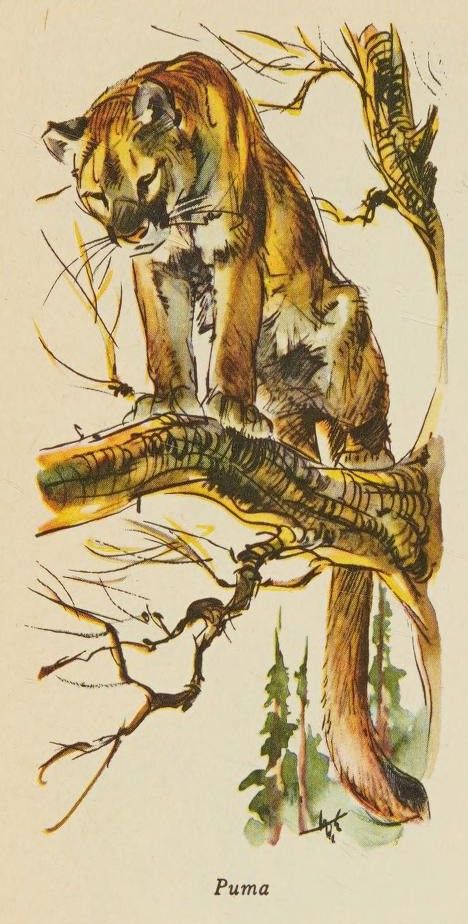a colorful illustration of a puma sitting on a tree branch. the puma is brown with yellow and orange stripes. it has a long tail and is sitting on a branch with green leaves. the background is a light brown with trees and other greenery. the word "puma" is written below the image.