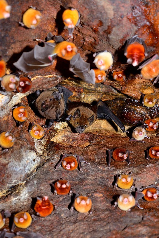 the image shows a closeup view of a colony of bats clinging to the rough, textured walls of a cave.  the bats are densely clustered together.  the image highlights two larger, darker brown bats seemingly positioned centrally within a group of significantly smaller, orangehued bats. the smaller bats are packed closely together, covering much of the cave wall's surface. the overall lighting is dim, typical of a cave environment, emphasizing the textures and highlighting the colors of the bats and rock.