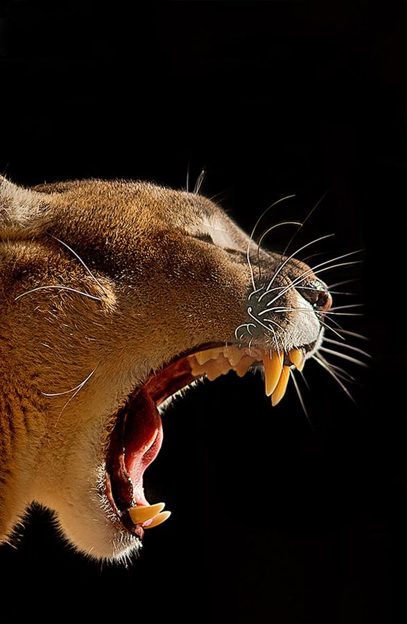 a closeup side view of a puma with its mouth wide open, revealing its sharp teeth and a red tongue. the cougar is against a black background and its fur and whiskers are illuminated. the focus of the image is on the puma's face and the open mouth. the image depicts the puma's fierce nature and its powerful predatory instincts.