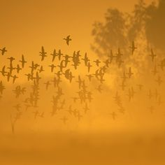 a golden image shows a large flock of birds silhouetted against a bright, hazy sky. the scene evokes a sense of tranquility, with the warm tones and soft light suggesting a sunset or sunrise. there are also trees silhouetted against the sky.