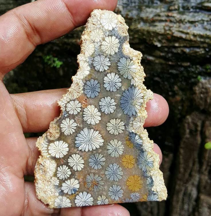 a hand is holding a polished piece of fossil coral. the coral has a distinctive pattern of flowerlike shapes in different colors, including white, blue, and yellow. the stone has a rough, textured edge, suggesting its natural origin.
