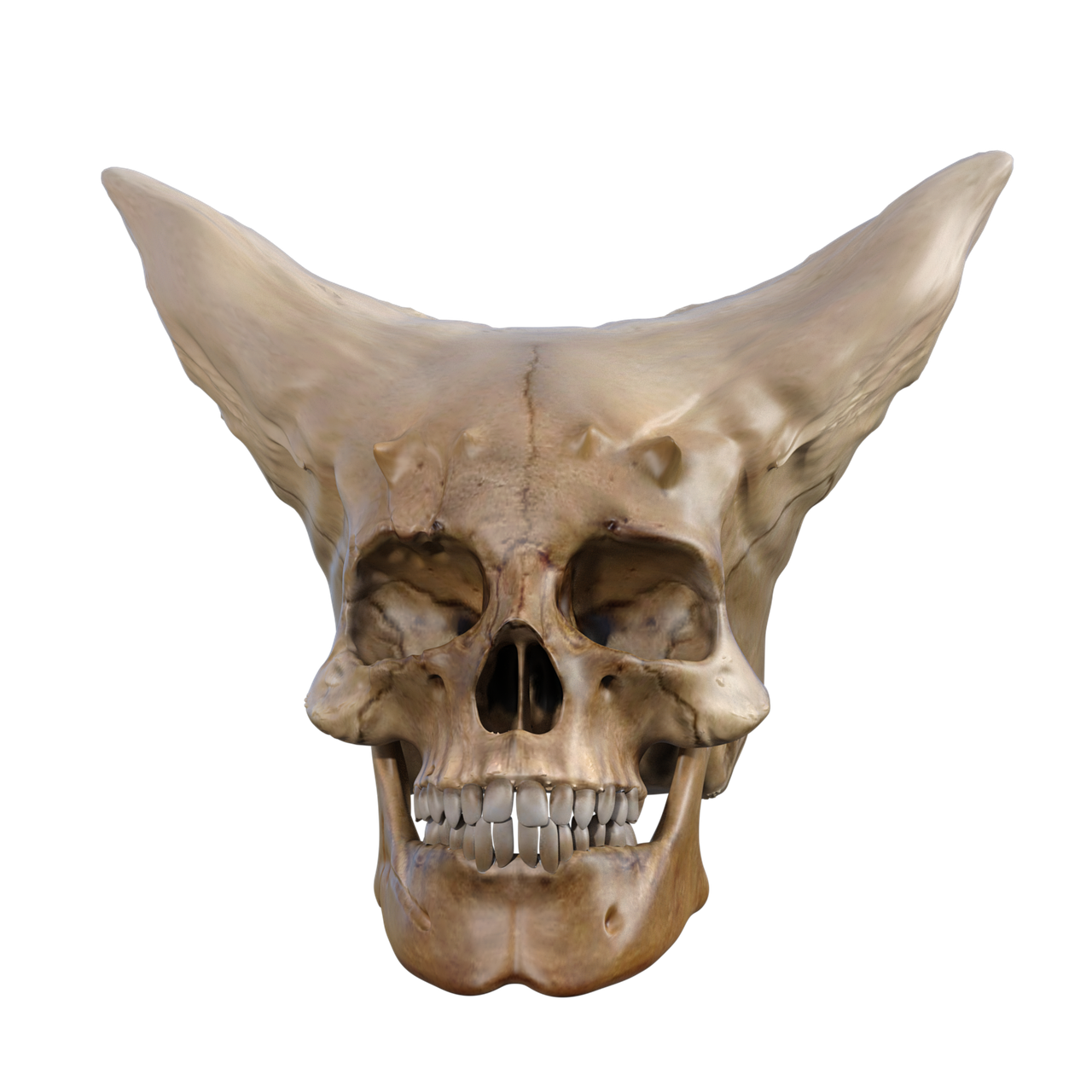 the image shows a front view of a human skull with two prominent hornlike protrusions extending upwards from the top of the skull. the skull is pale in color and appears to be made of bone. the background is black.