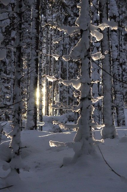 the image shows a snowcovered forest on a sunny winter day. the ground and trees are blanketed in thick, white snow, creating a serene and peaceful landscape. sunlight filters through the trees, casting shadows and creating a warm glow on the snowcovered branches. the forest is dense with trees, and the overall scene is one of natural beauty and tranquility.