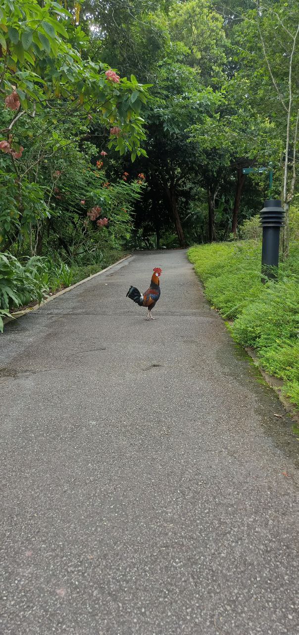a rooster, with a red comb and wattle, stands on a path in the middle of a lush, green forest. the path is paved with gravel and surrounded by trees and plants. the rooster has a black tail feathers, a brown body, and a red comb.  the trees are tall and have vibrant green leaves. the forest is dense and shady. it is a beautiful scene of nature and wildlife.