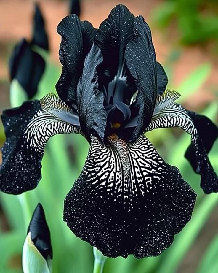a closeup shot of a black iris flower in bloom. the petals are mostly black, with some areas displaying white speckled patterns and striped markings. there are a few dew drops sprinkled on the flower. background shows green foliage.