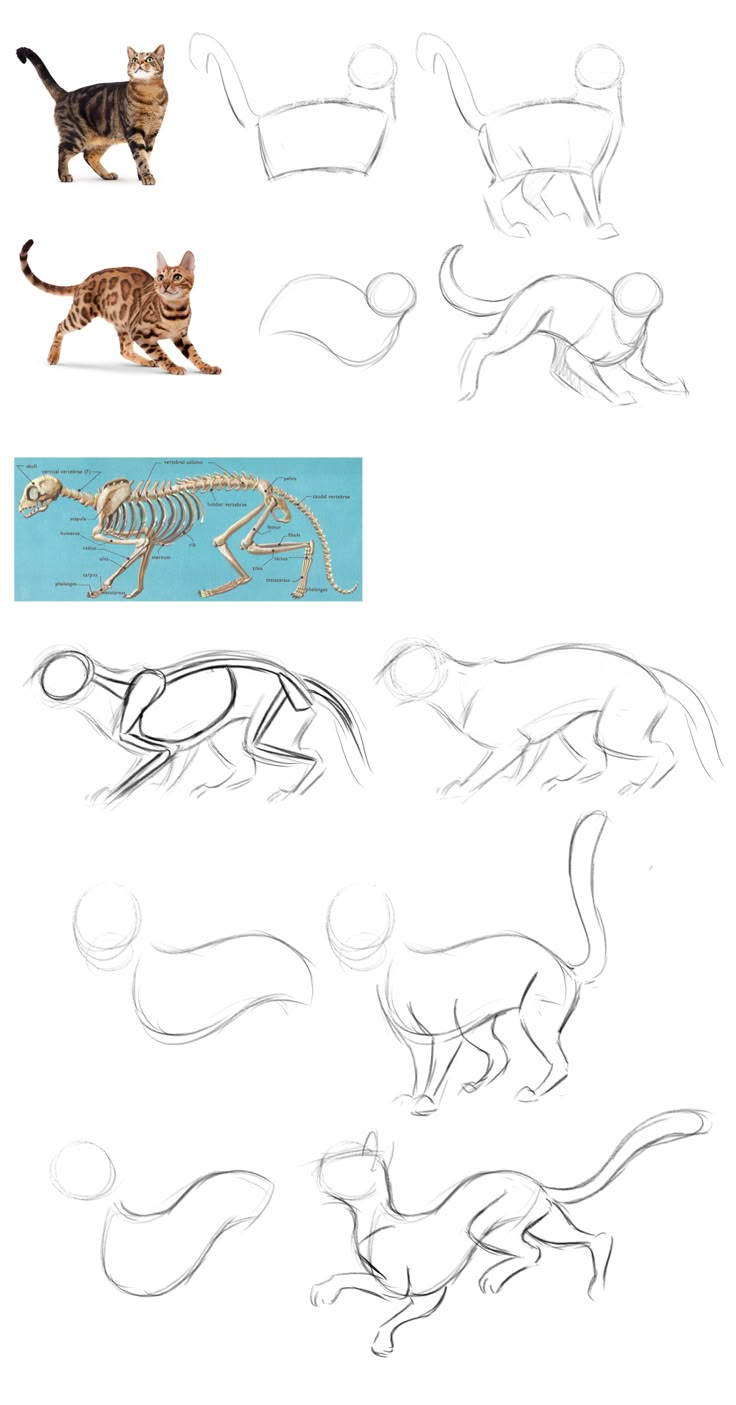 the image provides a stepbystep guide on how to draw a cat. it includes reference images of cats in different poses, a cat skeleton diagram, and progressive sketches illustrating how to build the cat's form using basic shapes and anatomical knowledge. the guide demonstrates how to go from simple outlines to more refined sketches, showing the process of constructing the cat's body and pose.