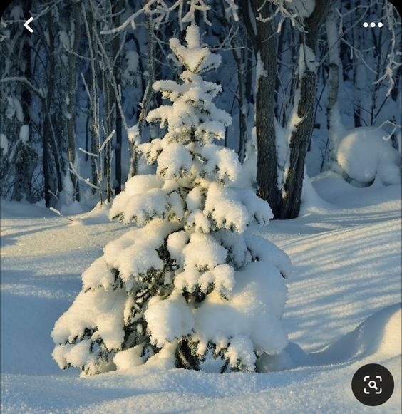 a small evergreen tree covered in snow, with a snowy forest in the background.  the sun is shining from the right, casting long shadows to the left.