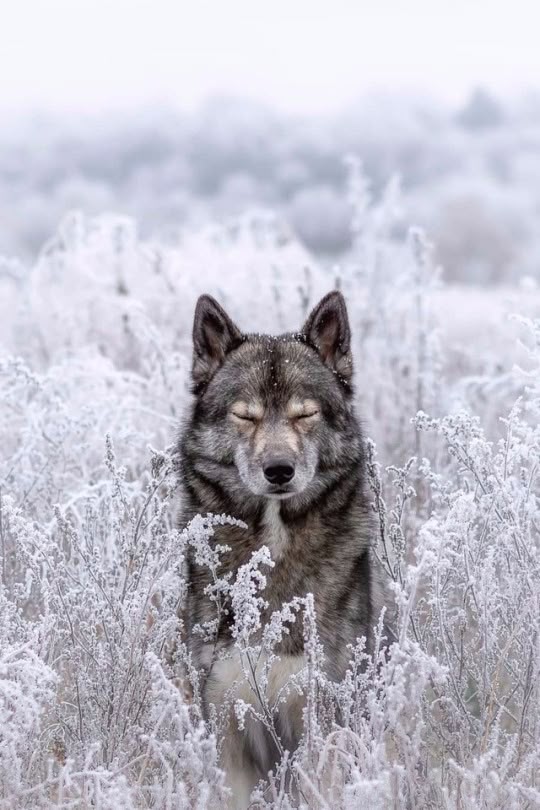 a gray wolf stands in a snowy field with its eyes closed. the wolf is surrounded by frosted vegetation. the background is blurry and white.