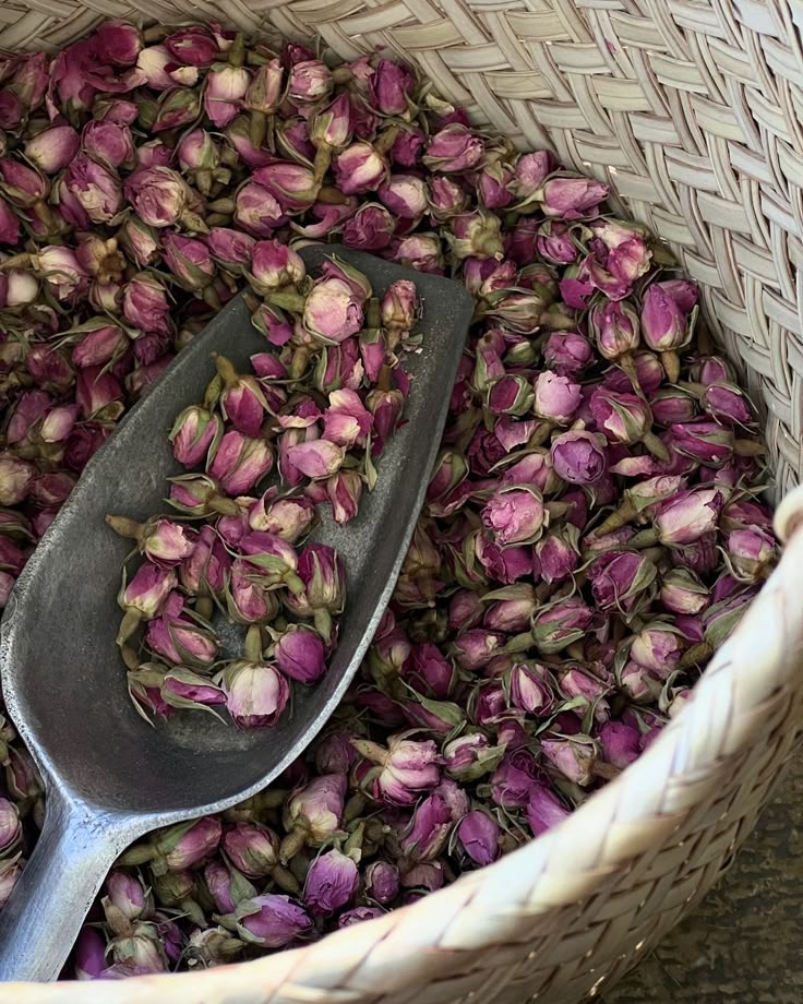 a closeup shot shows a woven basket filled with dried rosebuds. a metal scoop rests in the center, also filled with rosebuds. the scene highlights the preparation of rose tea, aromatherapy, or traditional medicine, with the natural ingredients and textures being emphasized.