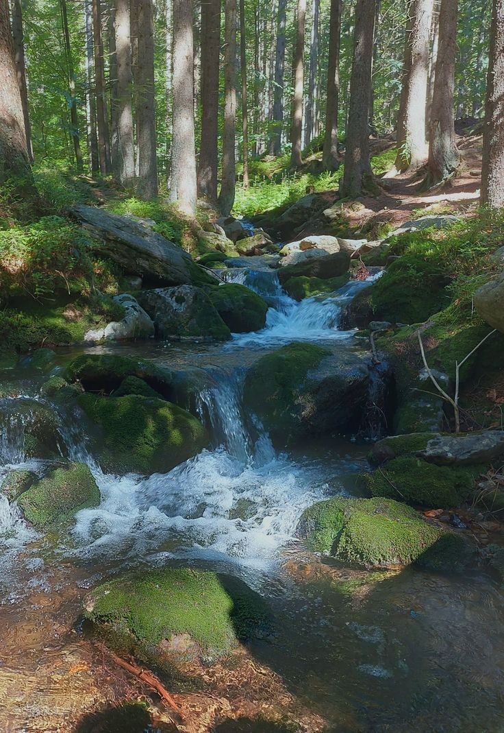 the image depicts a serene forest scene centered on a small, cascading stream. the stream flows over mosscovered rocks, creating small waterfalls and rapids.  sunlight filters through the dense canopy of tall, slender trees lining the stream banks. the forest floor is carpeted with lush green moss and vegetation. the overall atmosphere is one of peaceful tranquility and natural beauty.