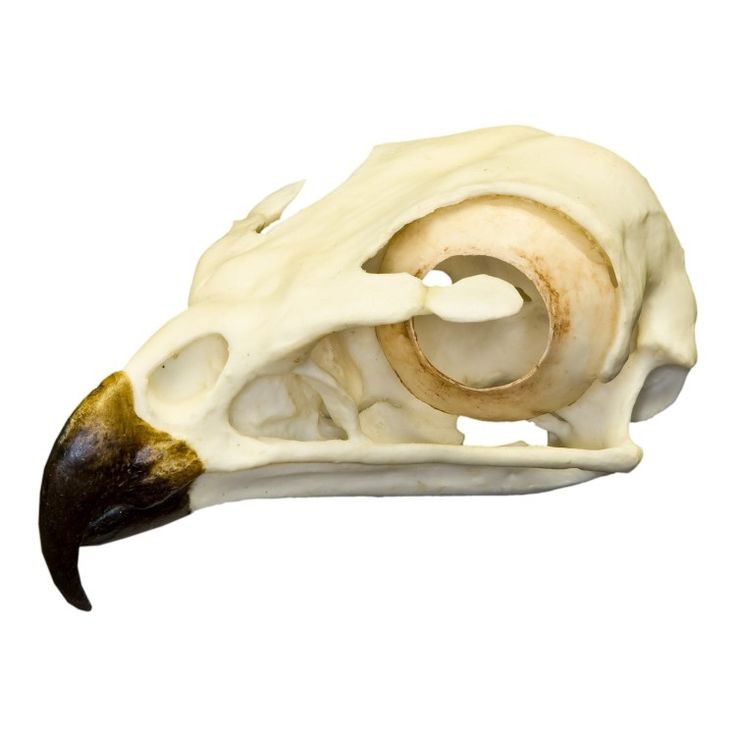 a closeup of a bird skull, possibly an eagle or hawk, showing its intricate bone structure and the eye socket where the eye once was. the skull is white and the beak is brown. the skull is set against a white background.