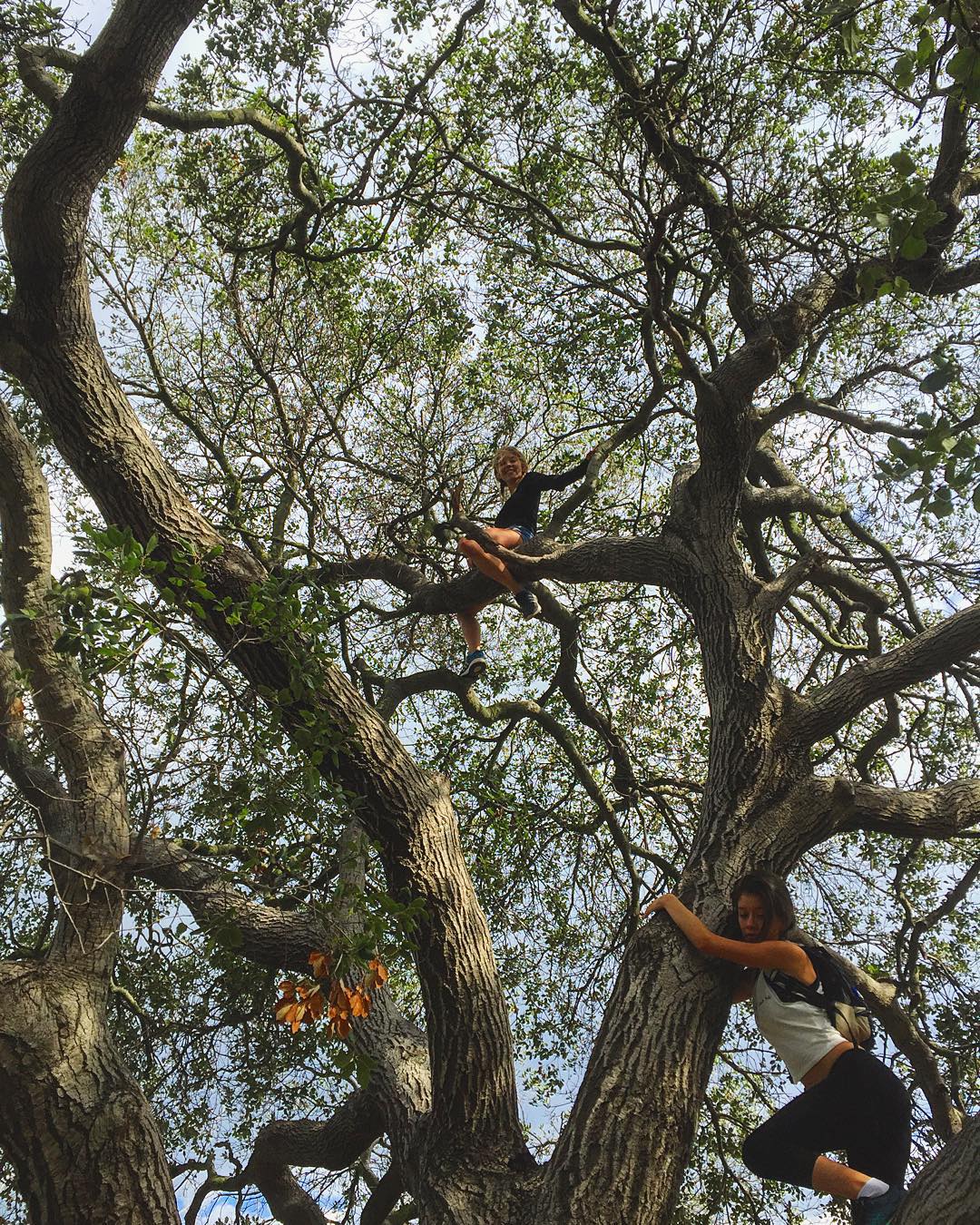 the image shows two young women climbing a very large, old tree. the tree dominates the frame, its thick branches and leaves creating a canopy overhead.  the women are positioned at different heights in the tree, one higher than the other. the perspective is from the ground looking up, giving a sense of the tree's immense size and height. the scene is bathed in sunlight, and the overall mood is one of youthful adventure and connection with nature.