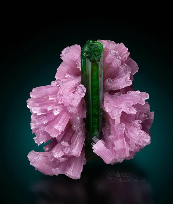 a closeup shot of a green tourmaline crystal sitting nestled in a cluster of pink lepidolite. the tourmaline has a sharp, vibrant green color and is perfectly formed. the lepidolite is pink and iridescent, and its delicate crystal structure is visible. the background is a dark teal, which makes the colors of the minerals pop. the photo is taken in a way that highlights the beauty and detail of both the tourmaline and the lepidolite.