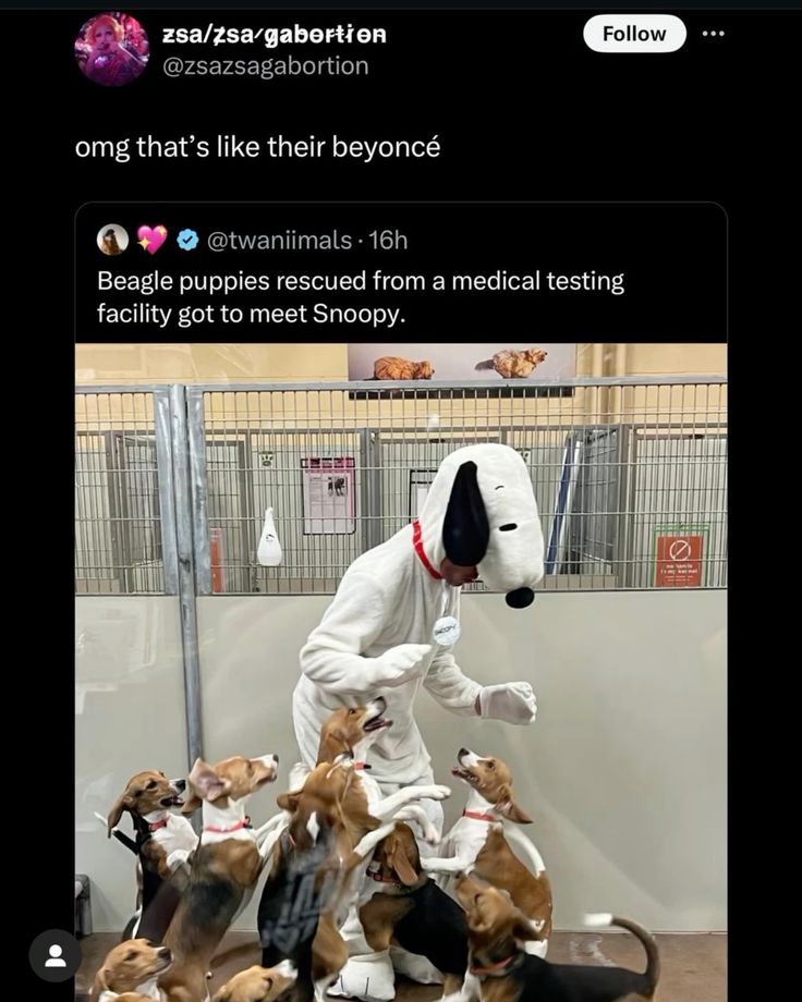 a person in a snoopy costume is surrounded by beagle puppies that were rescued from a medical testing facility. the puppies are all excited to meet snoopy and are jumping around him.  the caption on the tweet says "beagle puppies rescued from a medical testing facility got to meet snoopy".